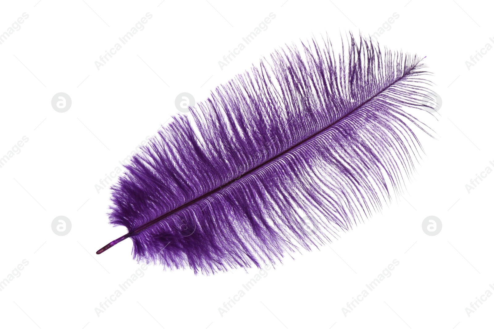 Photo of Beautiful delicate violet feather isolated on white