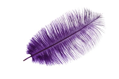 Beautiful delicate violet feather isolated on white