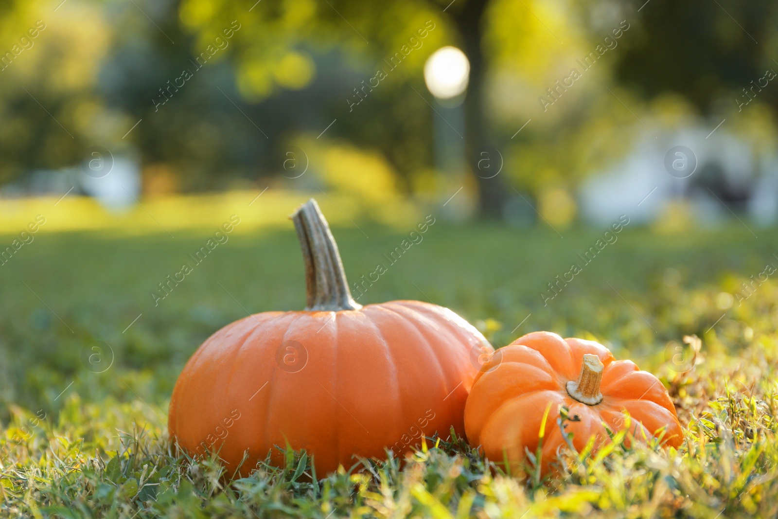 Photo of Fresh ripe orange pumpkins on green grass