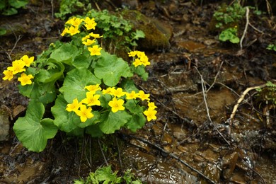 Beautiful yellow flowers growing near small stream outdoors