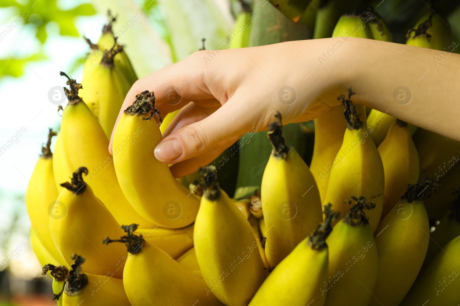 Photo of Woman picking ripe banana from tree outdoors, closeup