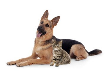 Image of Cute cat and dog on white background. Animal friendship