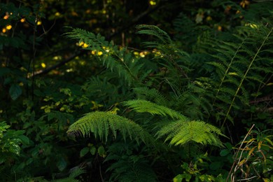 Photo of Beautiful fern with lush leaves growing in forest