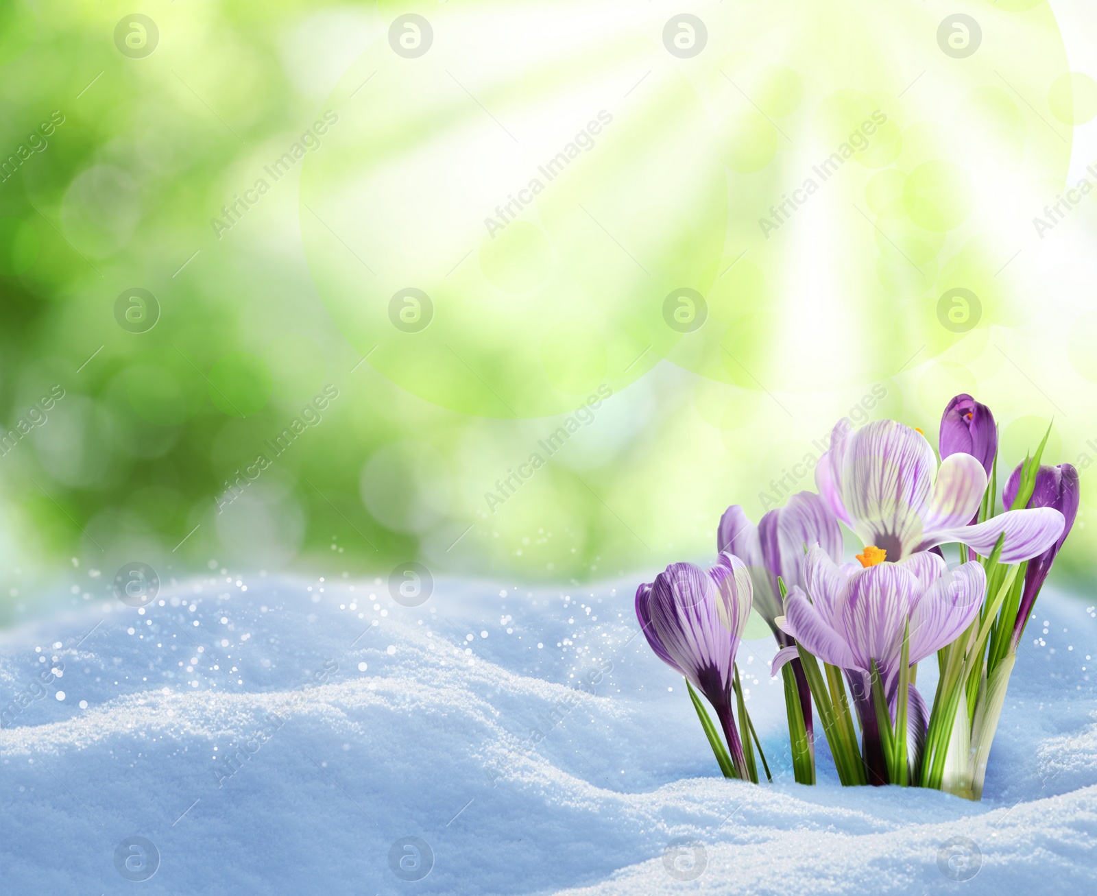 Image of Beautiful spring crocus flowers growing through snow outdoors on sunny day, space for text