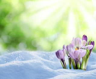 Beautiful spring crocus flowers growing through snow outdoors on sunny day, space for text