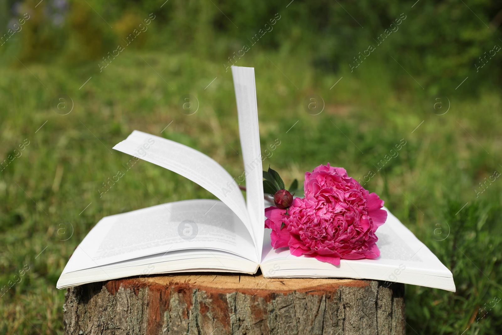 Photo of Open book with beautiful peony on tree stump outdoors