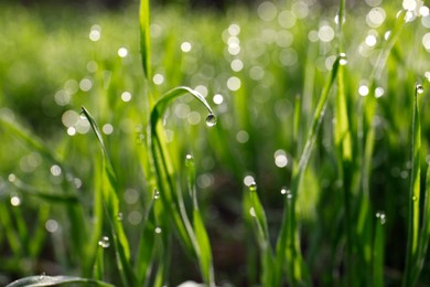 Photo of Beautiful bright green grass covered with morning dew, closeup