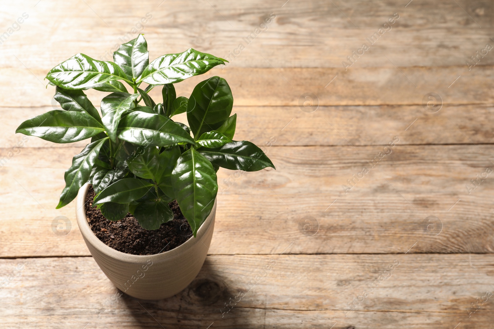 Photo of Fresh coffee plant with green leaves in pot on wooden table, above view. Space for text