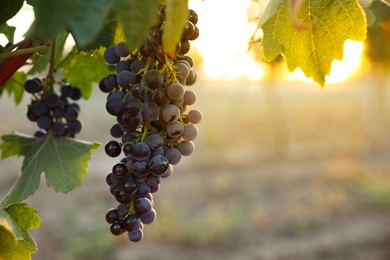 Photo of Bunch of ripe juicy grapes on branch in vineyard. Space for text