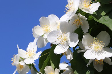 Photo of Closeup view of beautiful blooming white jasmine shrub against blue sky