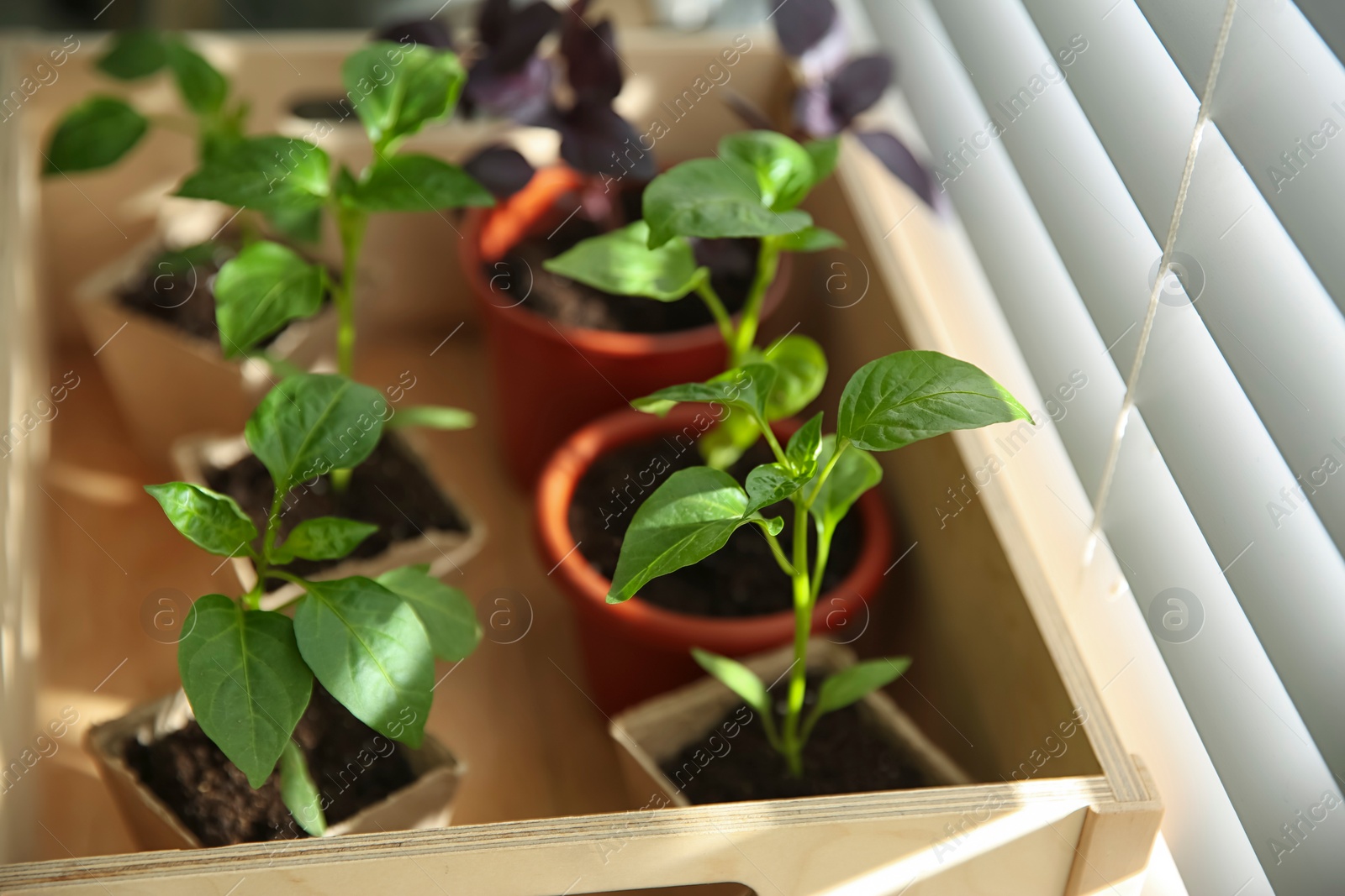 Photo of Many young seedlings in wooden crate near window, closeup