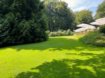 Photo of Beautiful lawn with green grass on sunny day