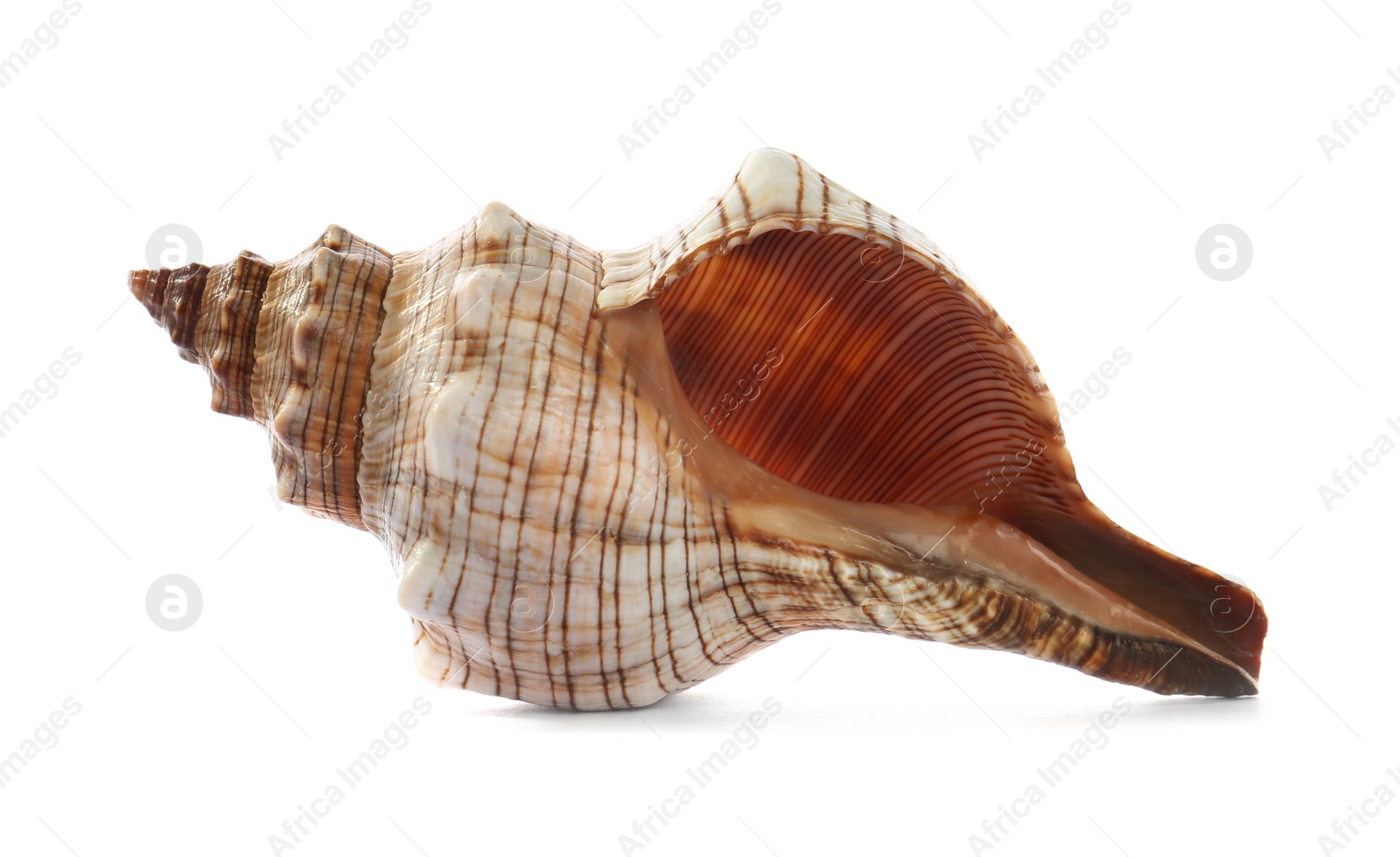 Photo of Beautiful exotic sea shell isolated on white