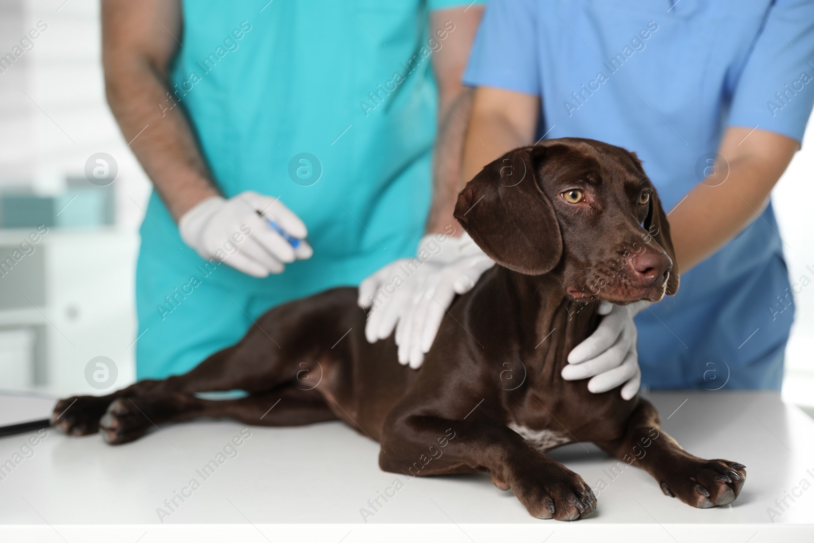 Photo of Professional veterinarians vaccinating dog in clinic, closeup