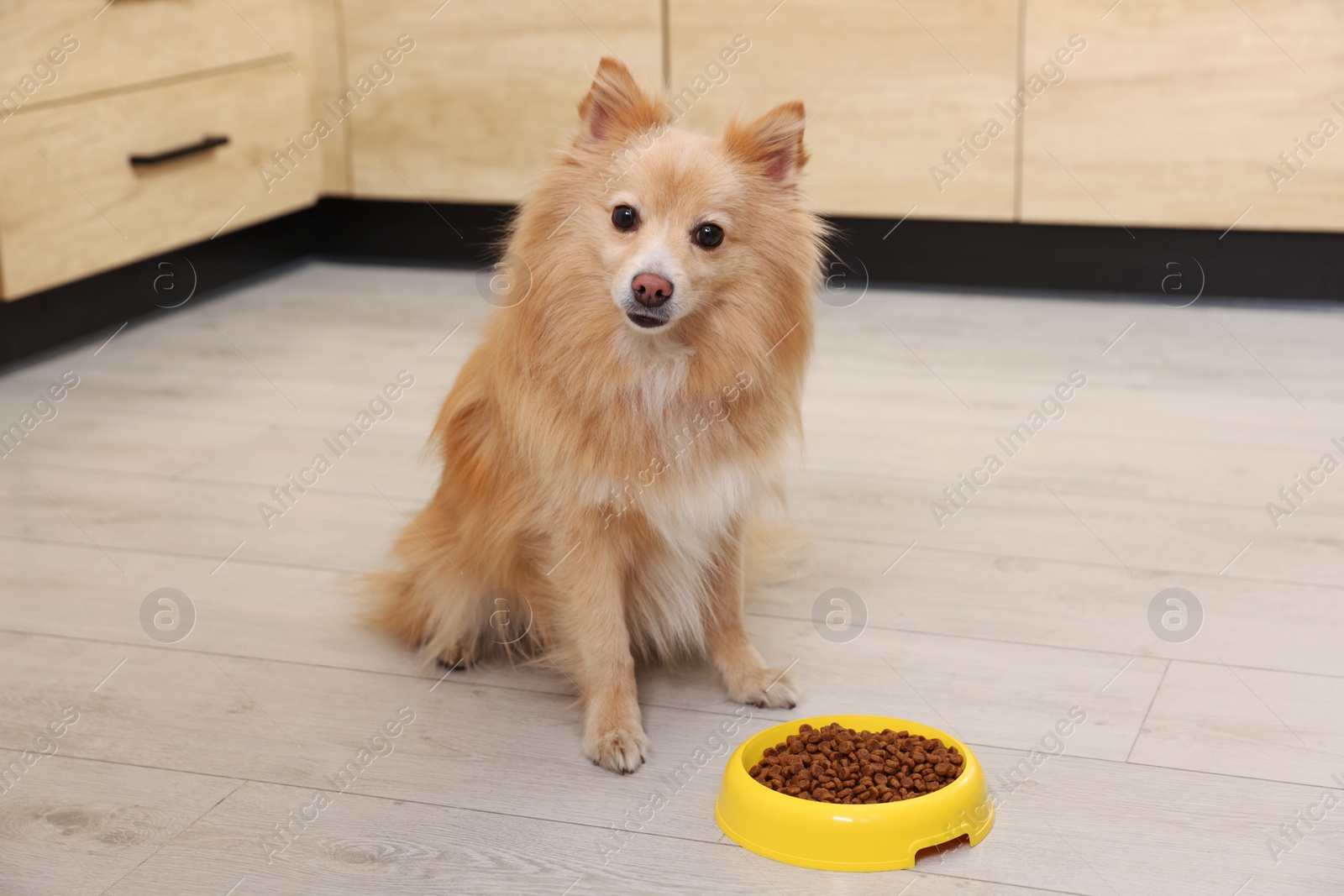 Photo of Cute Pomeranian spitz dog near feeding bowl with food on floor indoors