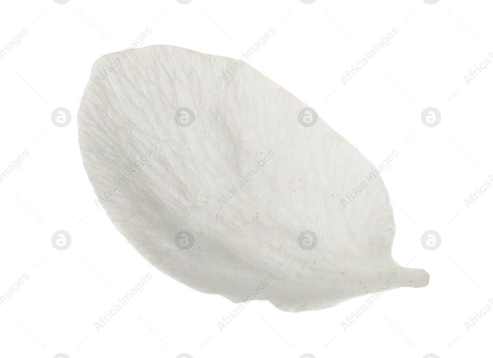 Photo of Beautiful flower petal of blossoming pear tree on white background
