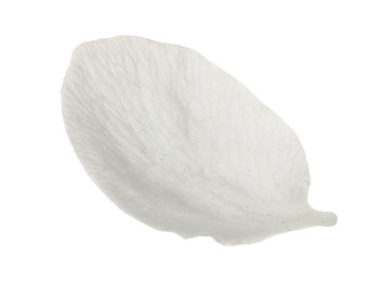 Beautiful flower petal of blossoming pear tree on white background