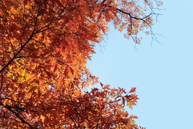 Beautiful trees with autumn leaves against sky on sunny day, low angle view