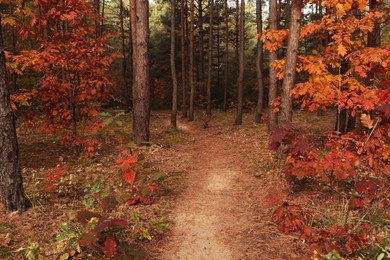 Photo of Trail and beautiful trees in forest. Autumn season