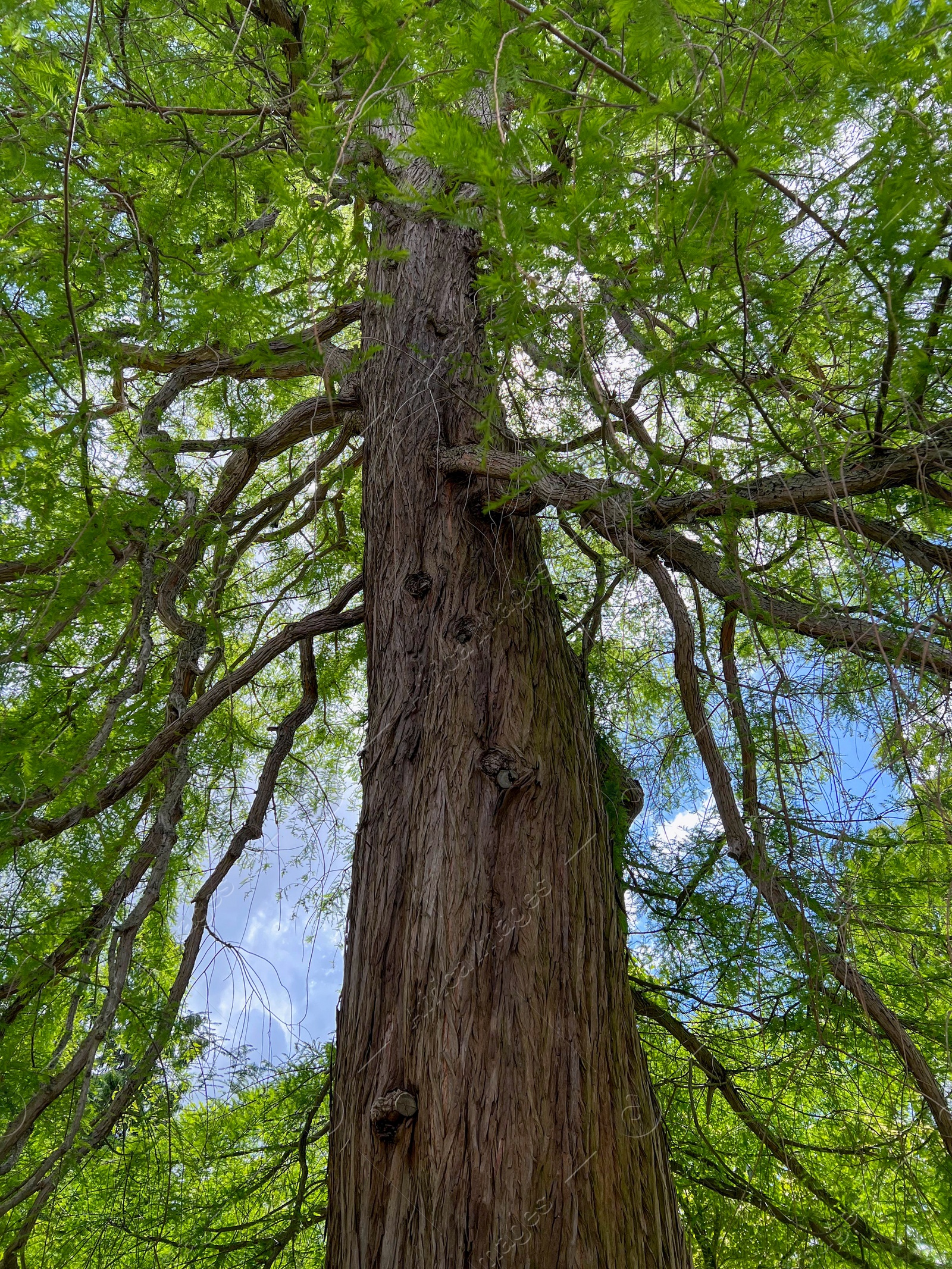 Photo of Beautiful tall tree with green leaves in park, low angle view