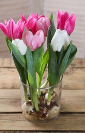 Beautiful tulips with bulbs on wooden table