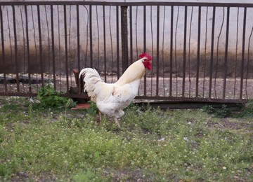Photo of One white rooster near fence at farm