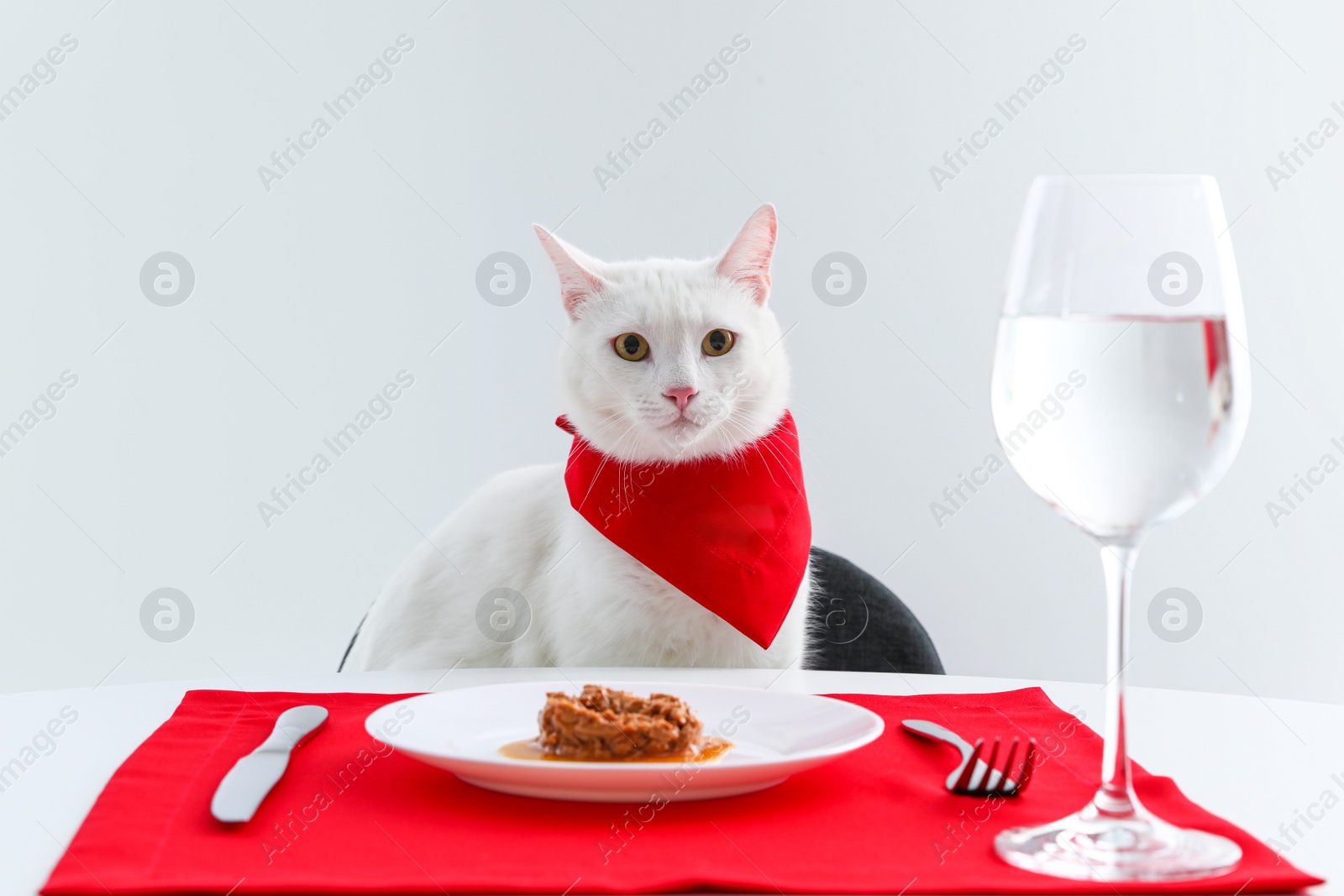 Photo of Cute cat sitting at served dining table against white background