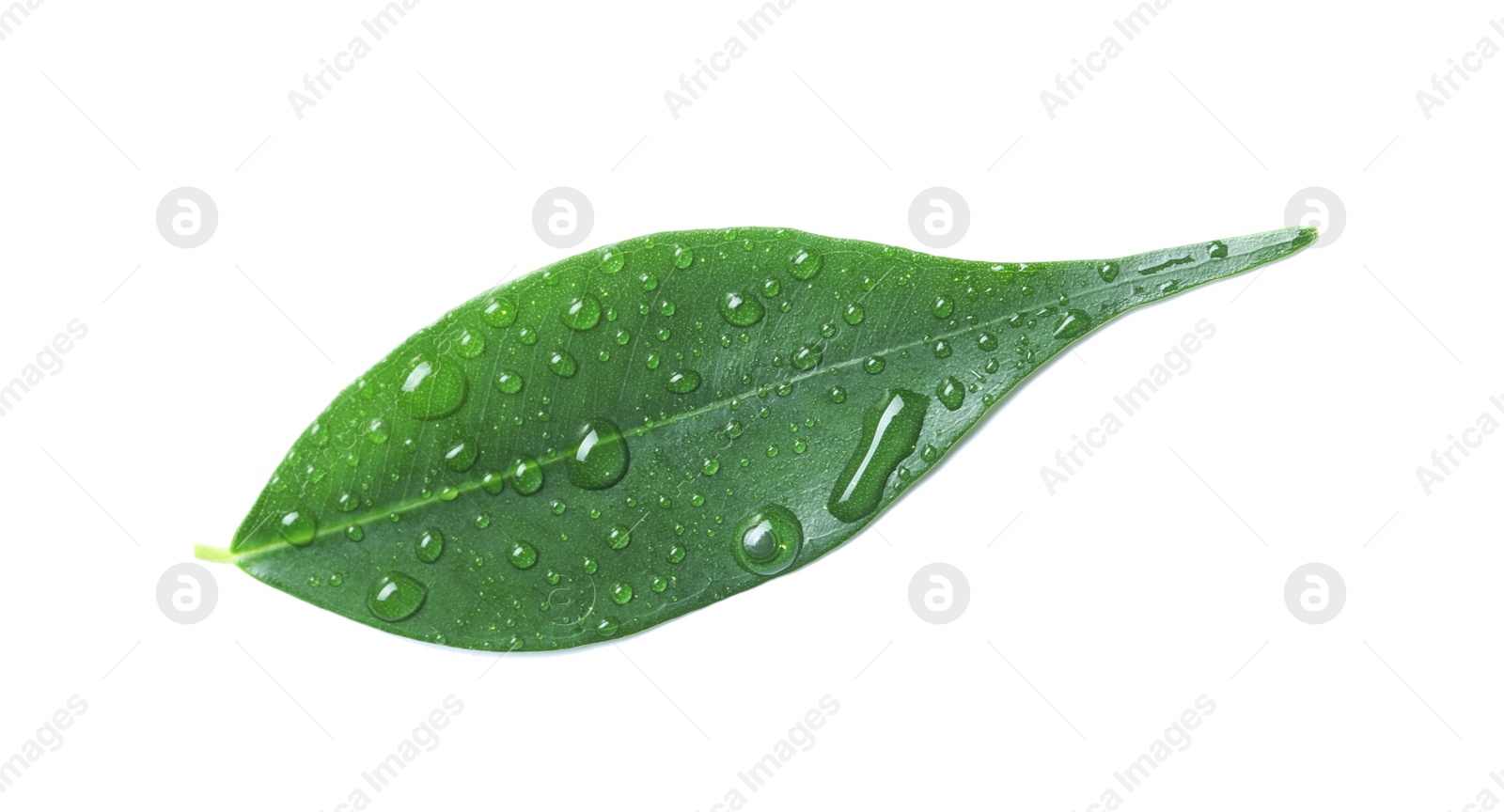 Photo of Green leaf with water drops isolated on white