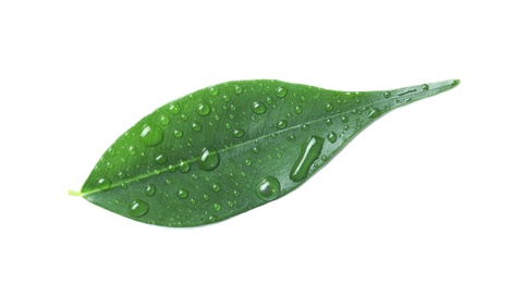 Photo of Green leaf with water drops isolated on white