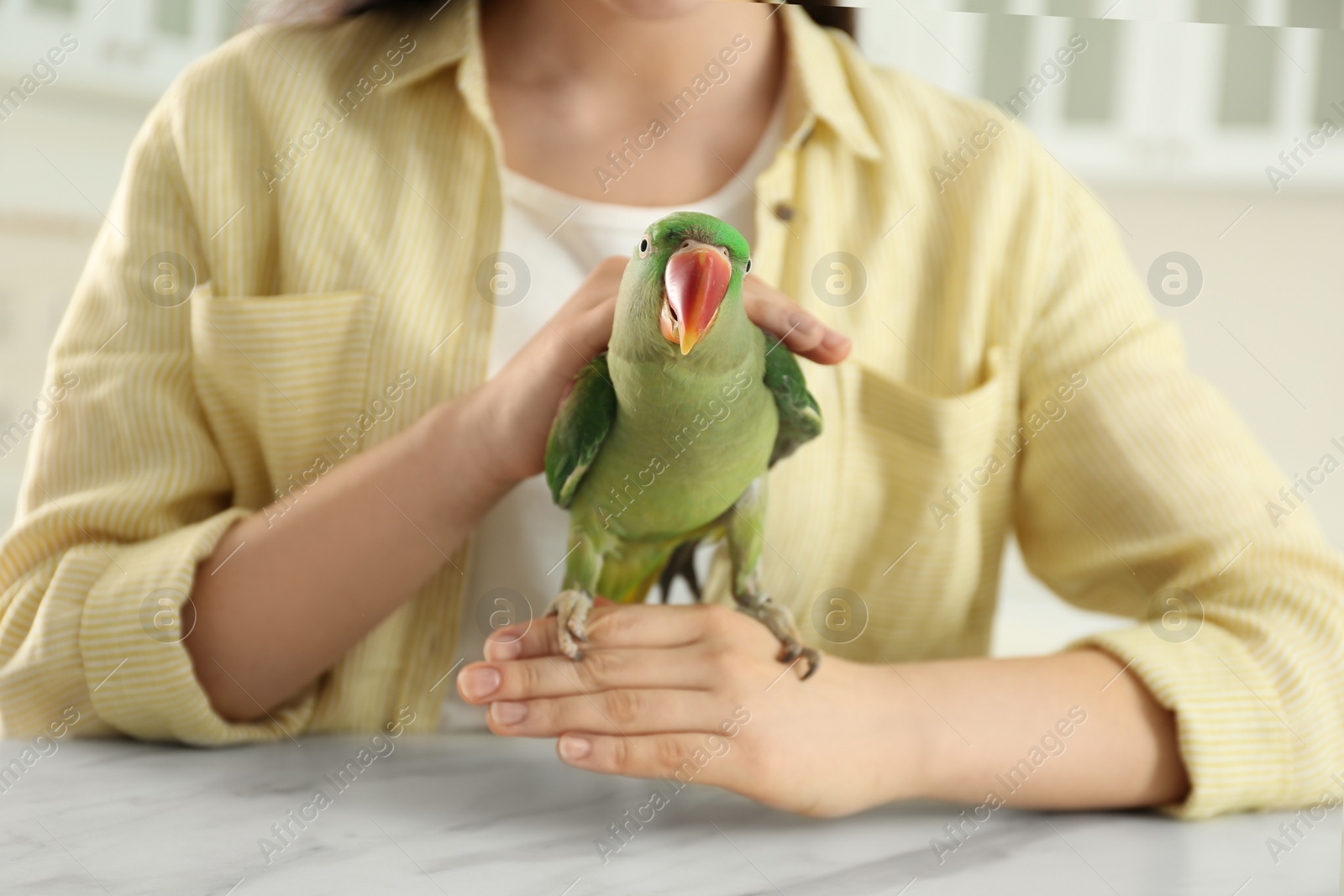 Photo of Young woman with Alexandrine parakeet indoors, closeup. Cute pet