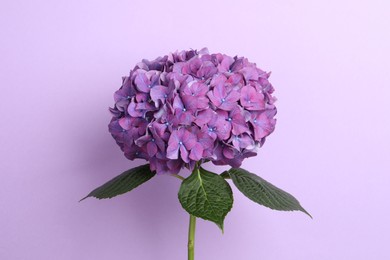Photo of Branch of hortensia plant with delicate flowers on violet background