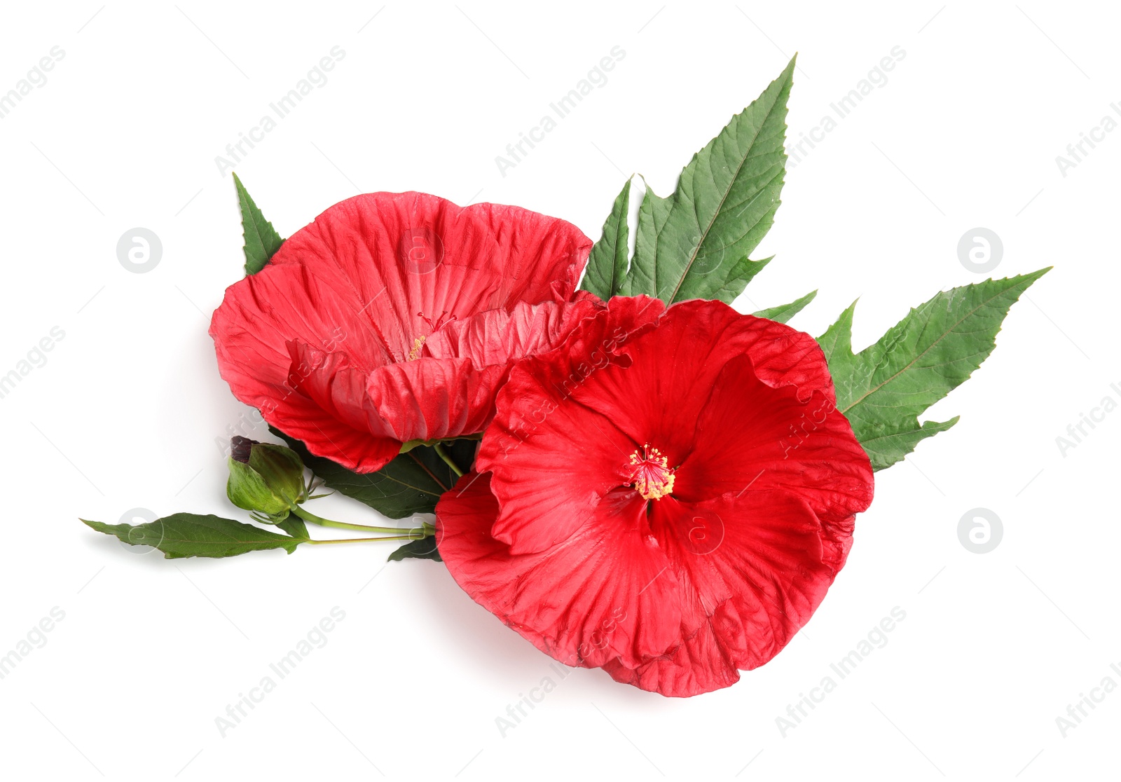 Photo of Beautiful red hibiscus flowers on white background