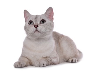 Photo of Cute British Shorthair cat on white background