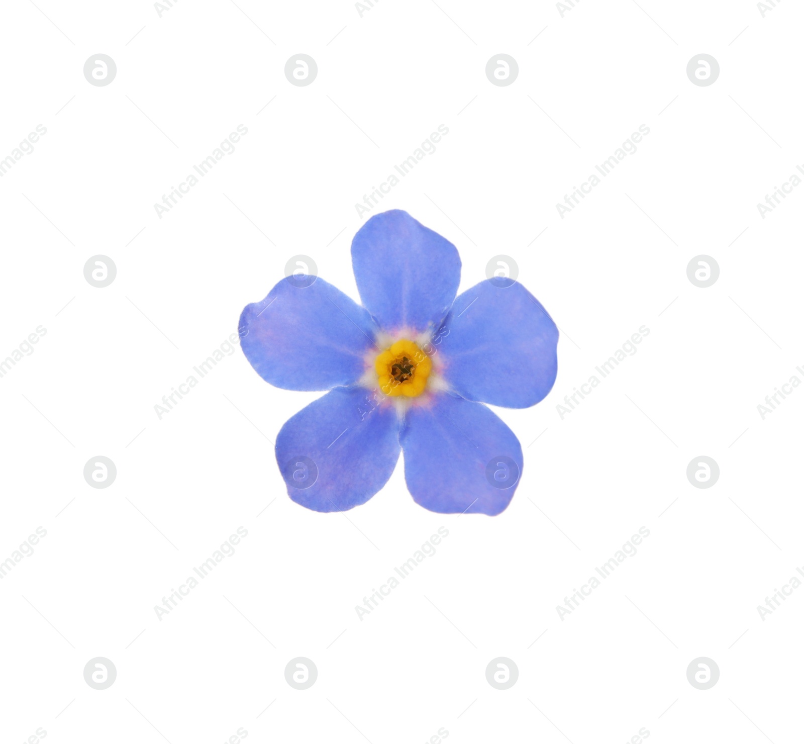 Photo of Beautiful blue Forget-me-not flower isolated on white