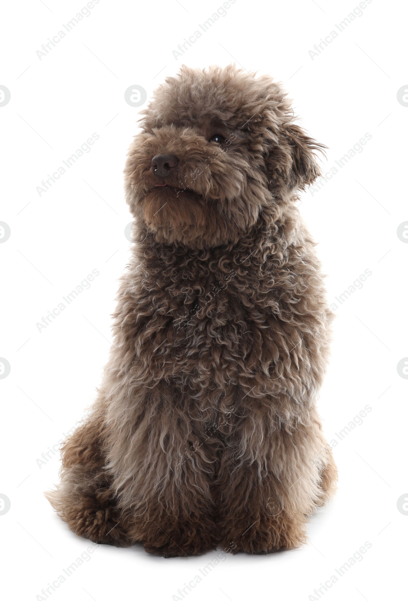 Photo of Cute Toy Poodle dog on white background