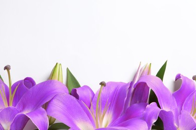 Image of Violet lily flowers on white background. Funeral attributes