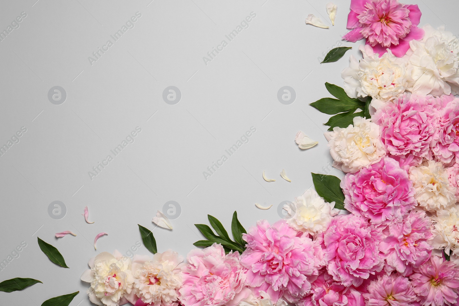 Photo of Beautiful peony flowers and green leaves on light grey background, flat lay. Space for text