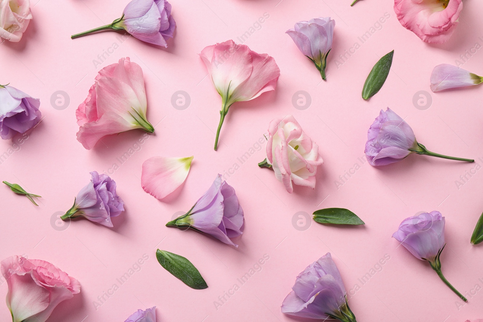 Photo of Flat lay composition with beautiful Eustoma flowers on pink background