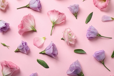 Flat lay composition with beautiful Eustoma flowers on pink background