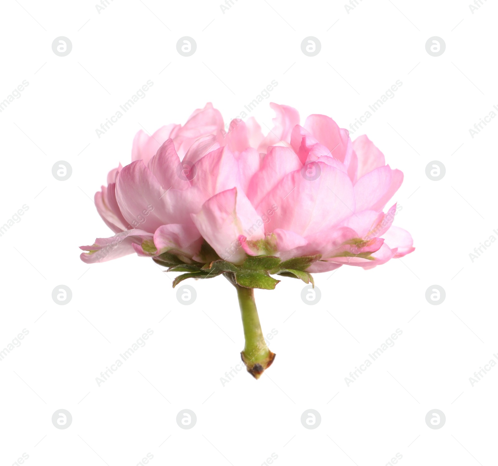 Photo of Beautiful sakura tree flower isolated on white