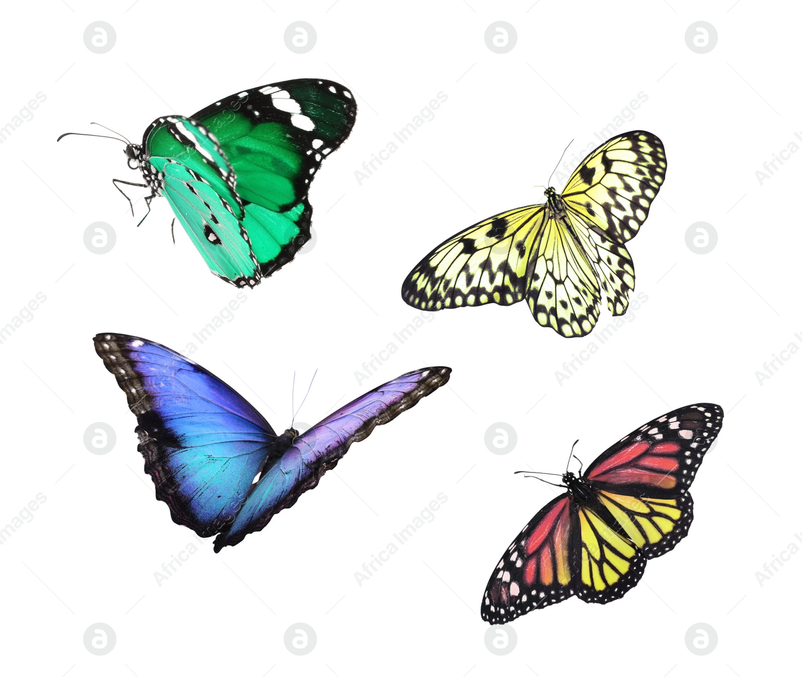 Image of Amazing different butterflies flying on white background