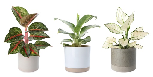 Image of SetAglaonema plants for house on white background. Banner design 