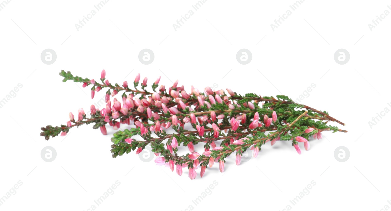 Photo of Branches of heather with beautiful flowers on white background