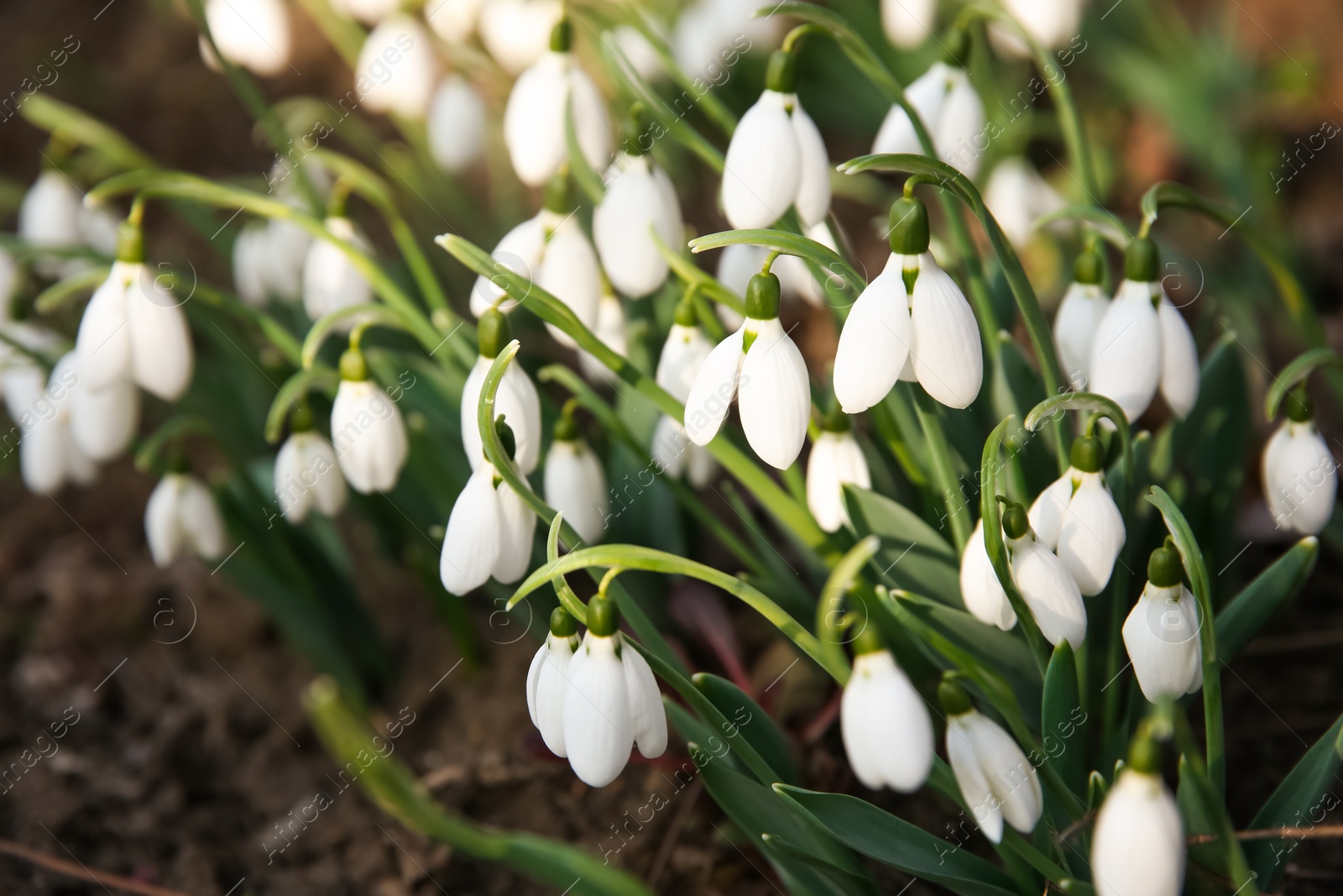 Photo of Fresh blooming snowdrops growing in soil, space for text. Spring flowers