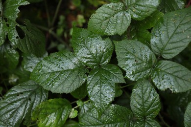 Photo of Beautiful wild plant with wet green leaves growing outdoors, closeup