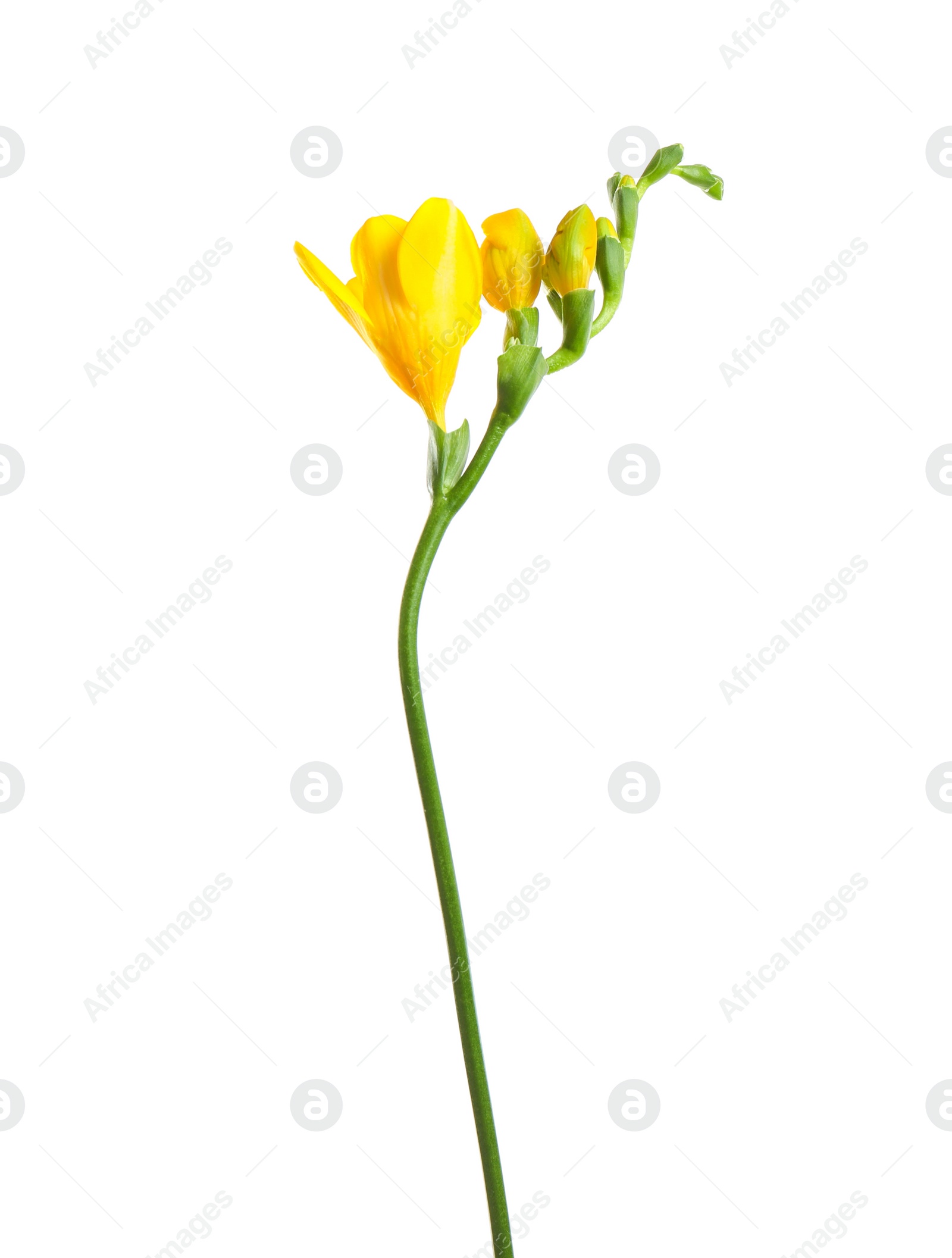 Photo of Beautiful yellow freesia flower isolated on white