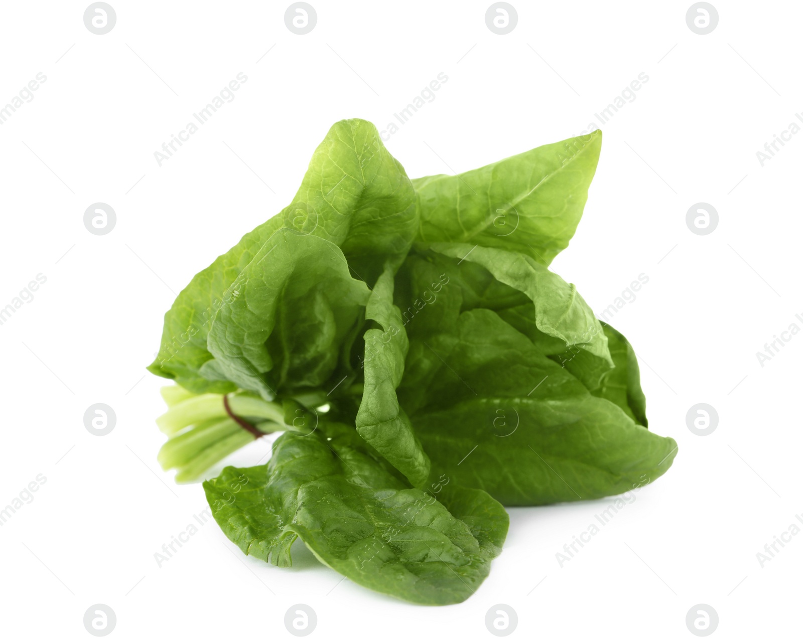 Photo of Bundle of fresh spinach isolated on white