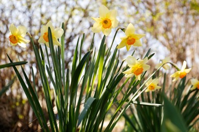 Photo of Beautiful yellow daffodils outdoors on spring day