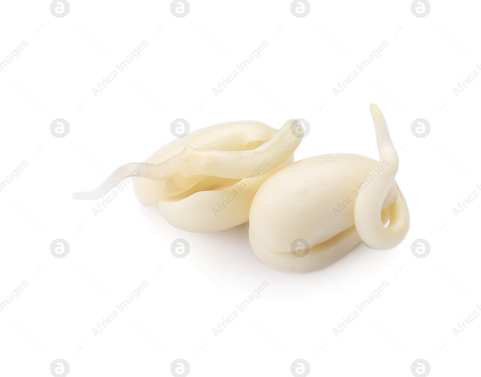 Photo of Two sprouted kidney beans isolated on white