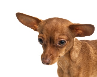 Photo of Cute toy terrier isolated on white. Domestic dog